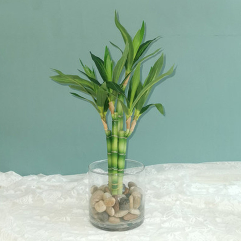 Aquarium Marine Plants - New 40cm rFtificial Lucky Bamboo Succulent