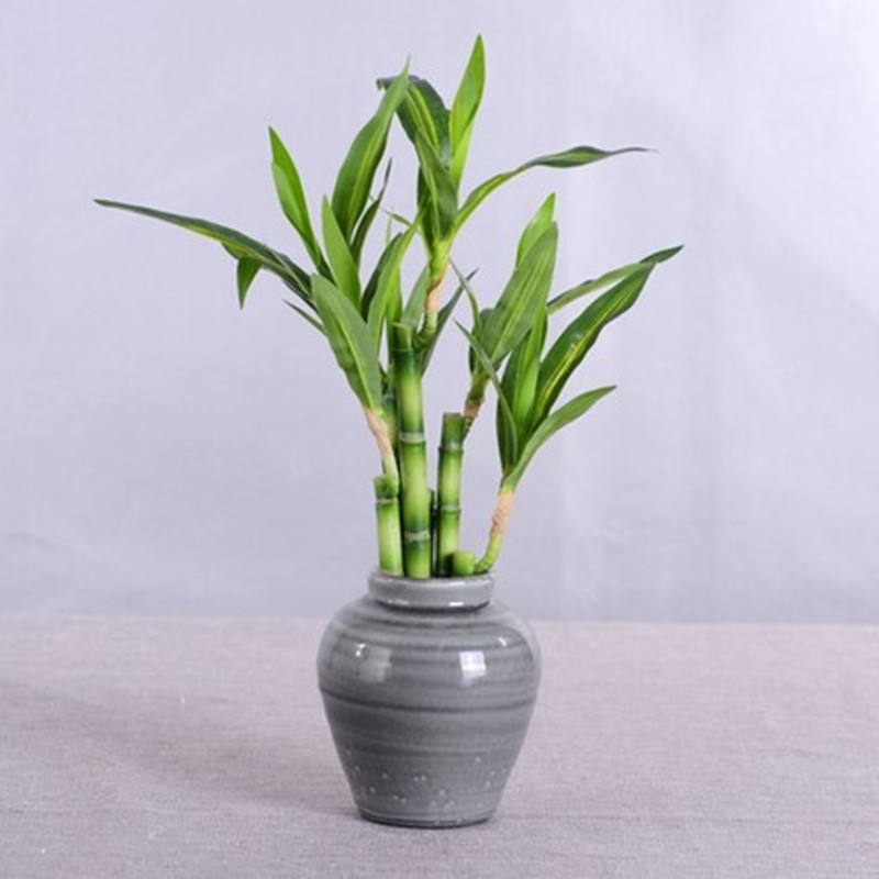 New 40cm rFtificial Lucky Bamb - Aquarium Marine Plants review and price