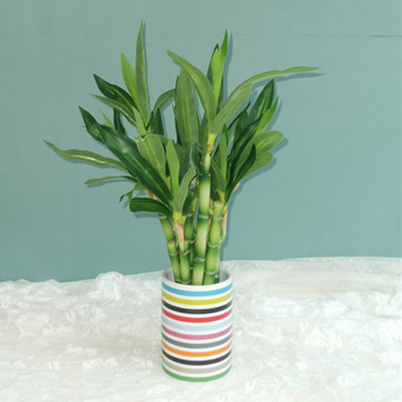 New 40cm rFtificial Lucky Bamb - Aquarium Marine Plants review and price