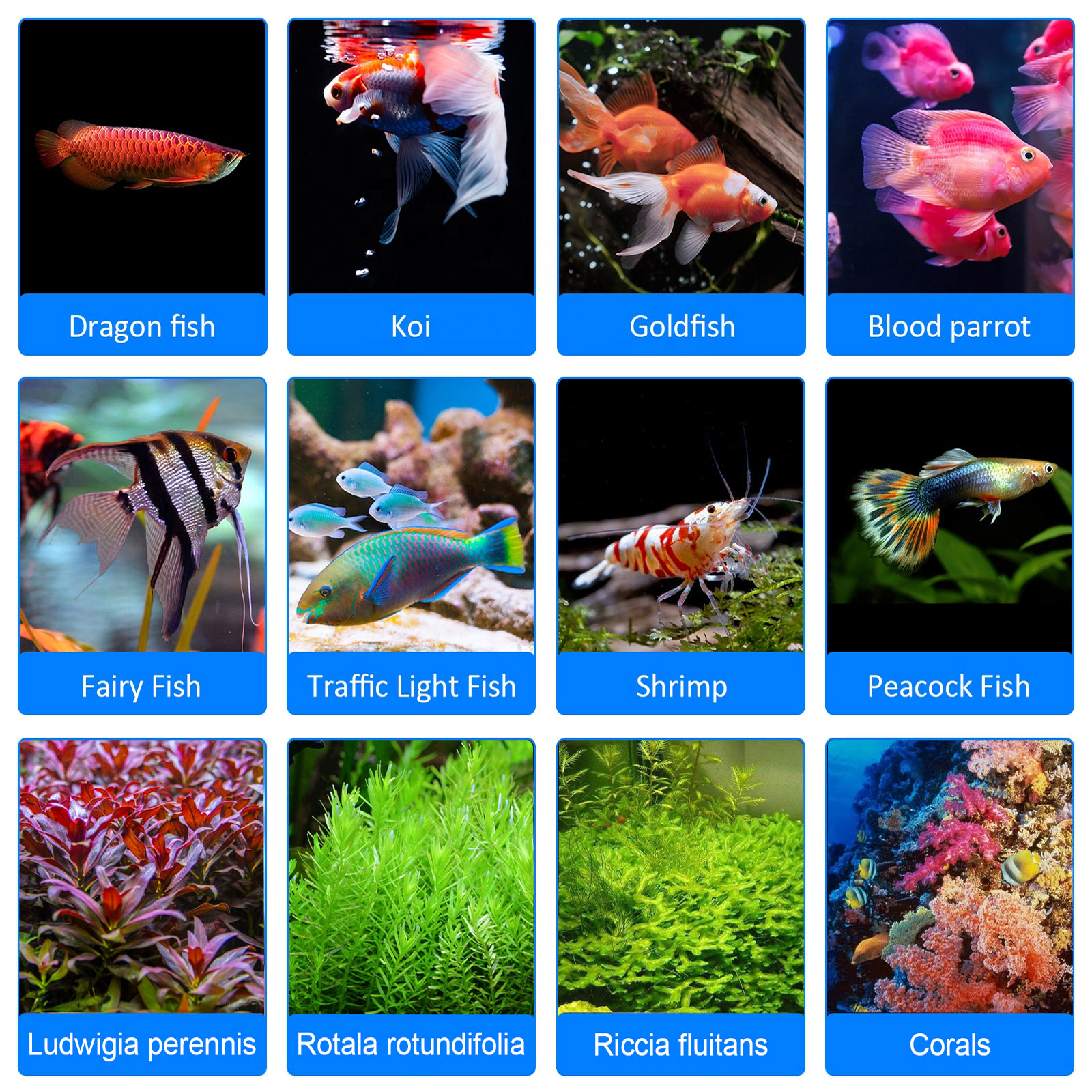 8H 10H 12H Timer Panel Reef Ma - Aquarium Blue Marine Reef review and price